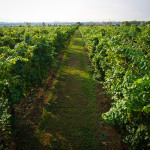 Perencin Vini Susegana Treviso Prosecco