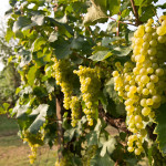 Perencin Vini Susegana Treviso Prosecco