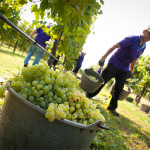 Perencin Vini Susegana Treviso Prosecco