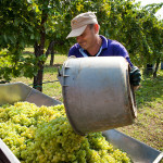 Perencin Vini Susegana Treviso Prosecco