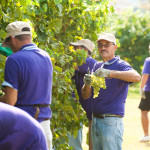 Perencin Vini Susegana Treviso Prosecco