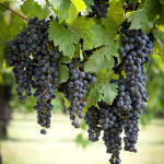 Perencin Vini Susegana Treviso Prosecco