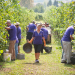 Perencin Vini Susegana Treviso Prosecco
