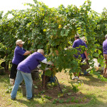 Perencin Vini Susegana Treviso Prosecco