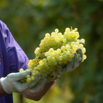 Perencin Vini Susegana Treviso Prosecco