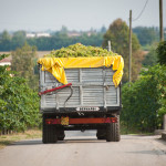 Perencin Vini Susegana Treviso Prosecco